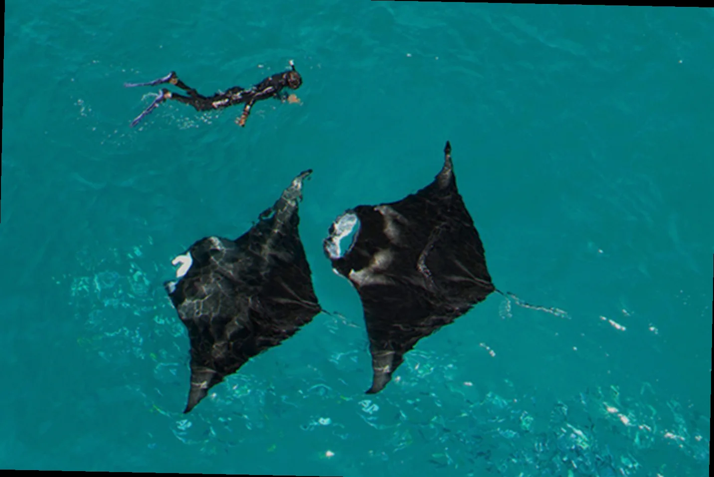 Ningaloo reef manta ray population assessment
