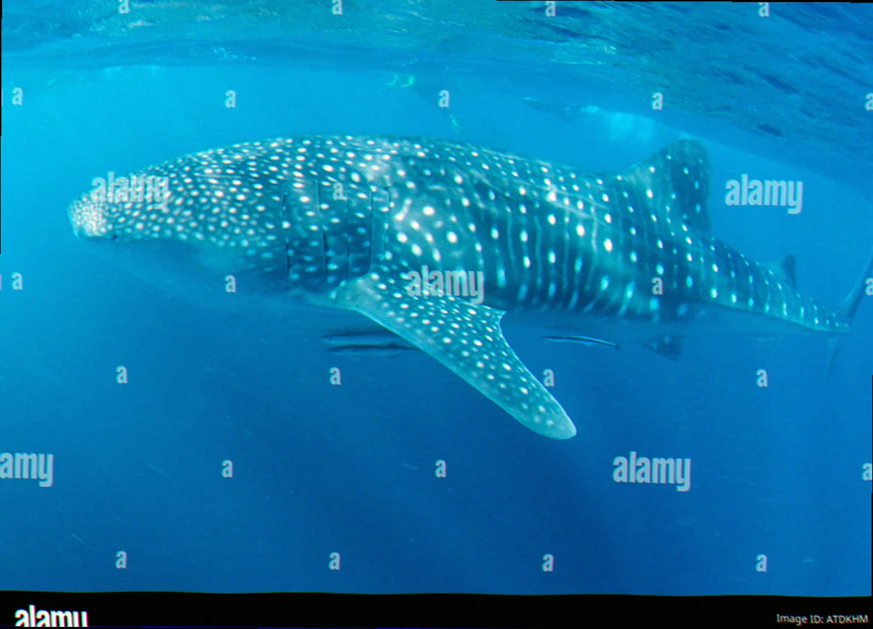 Ningaloo reef whale shark photo identification