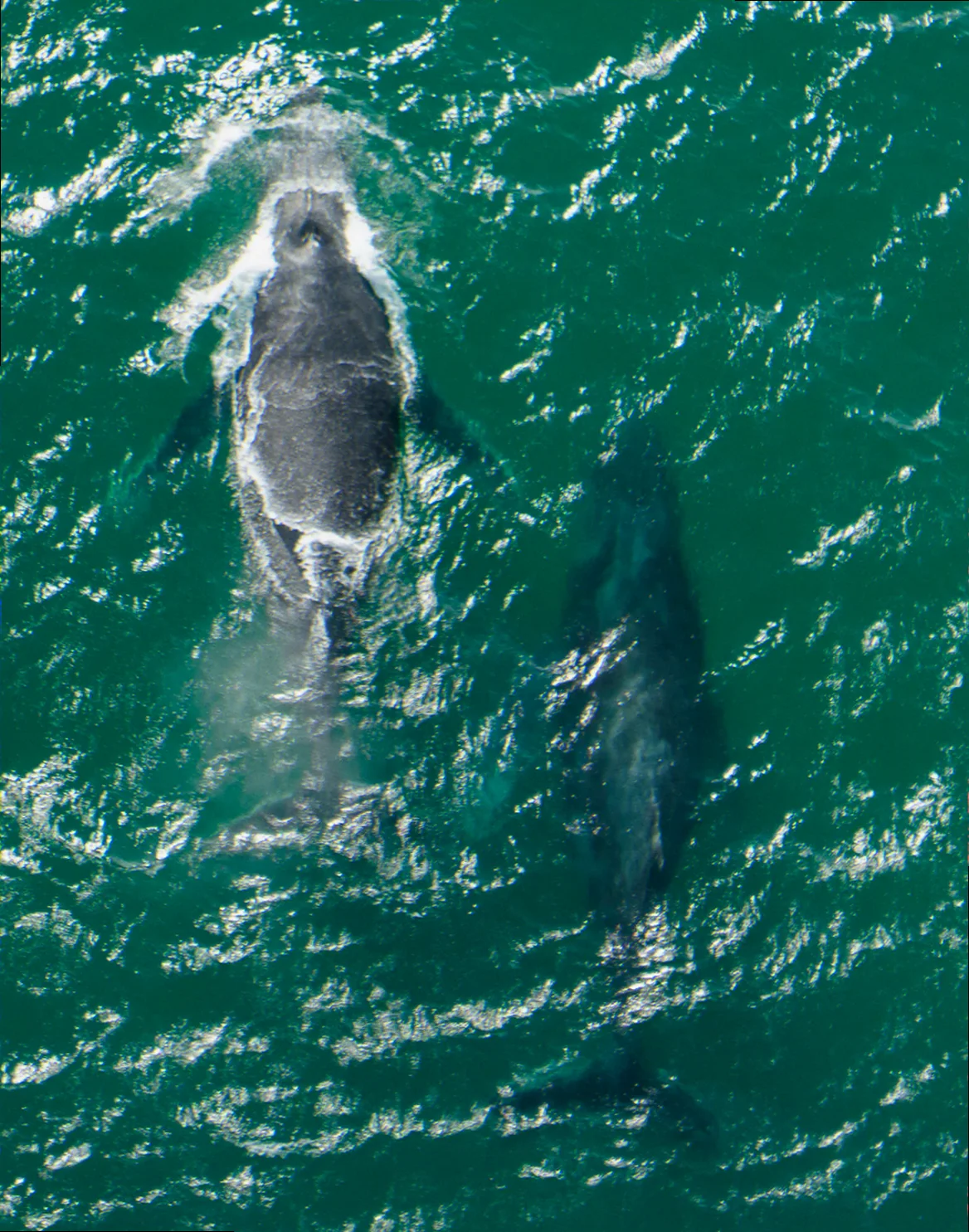 North stradbroke island humpback whale migration