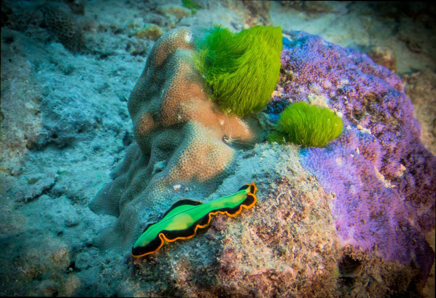 Nudibranch diversity in the great barrier reef