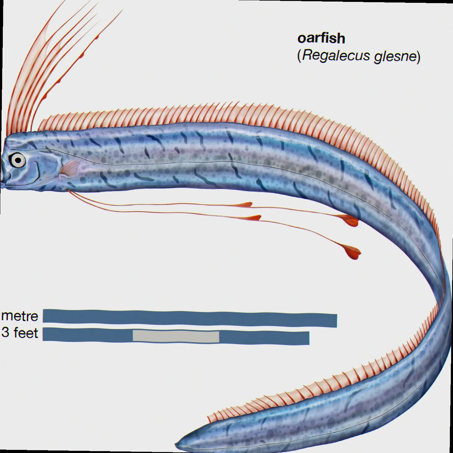 Oarfish sightings morphology characteristics