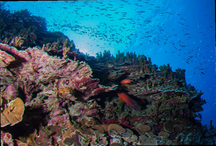 Oceanic biodiversity bougainville reef