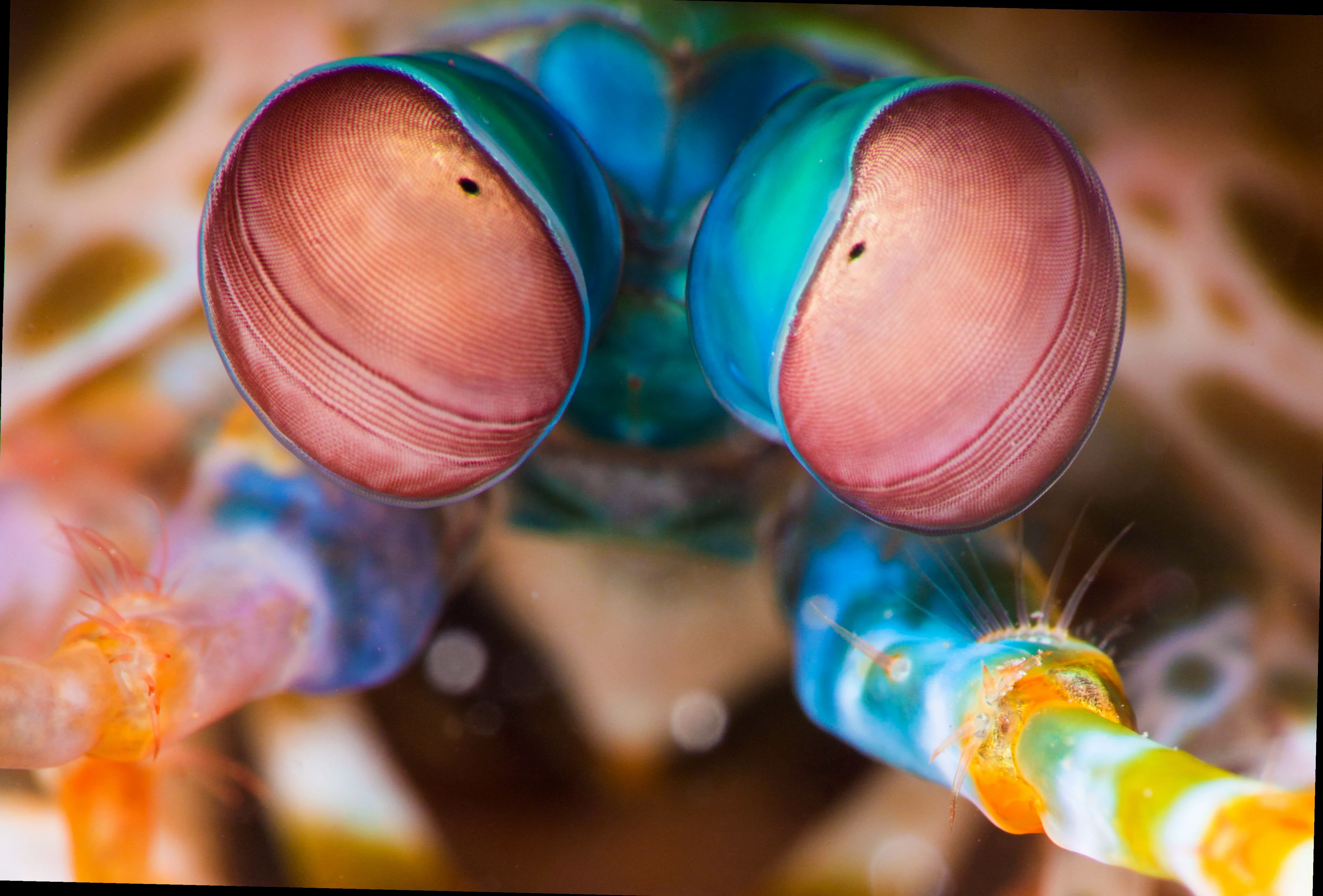 Peacock mantis shrimp eye complexity research