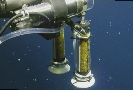 Pelagic sea cucumber