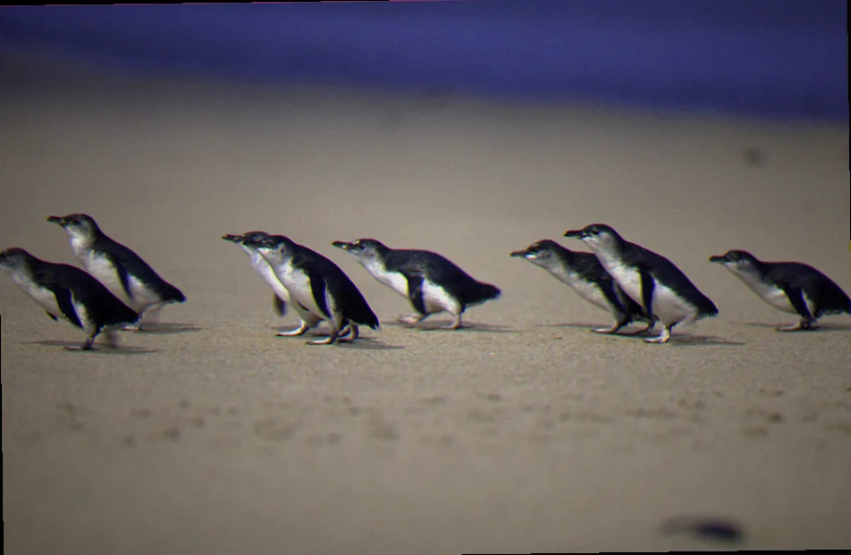 Phillip island penguin diet research