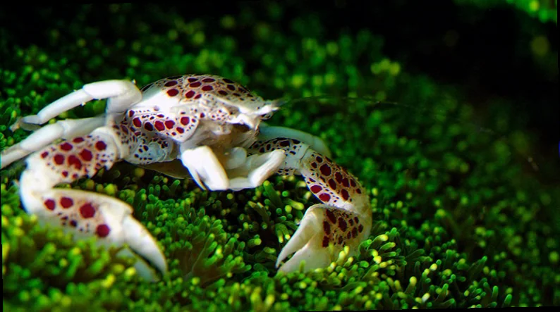 Porcelain crab habitat preferences australia