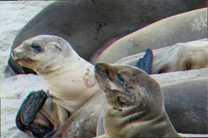 Pupping season dangerous reef sea lions