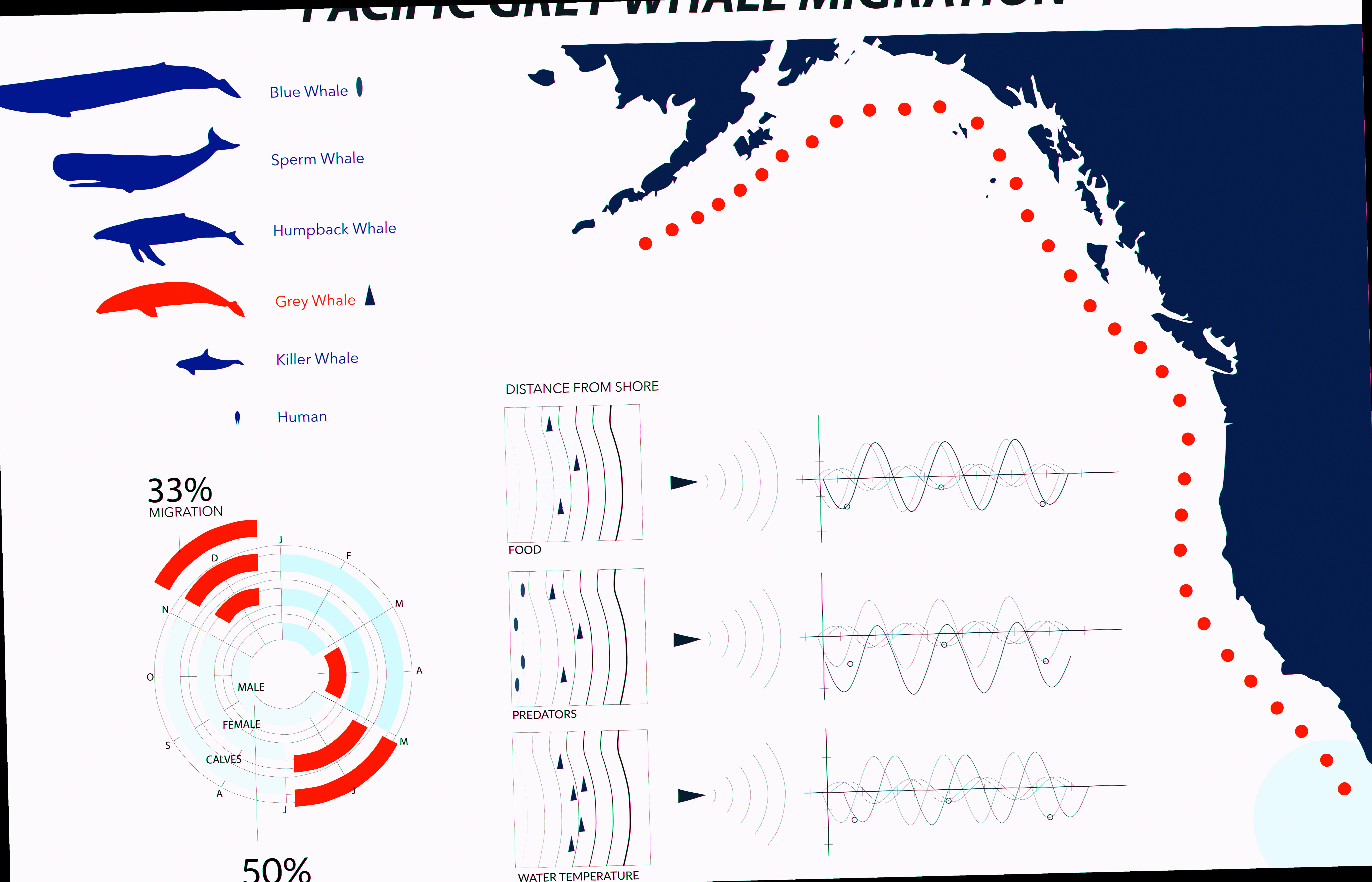 Pygmy right whale migration patterns