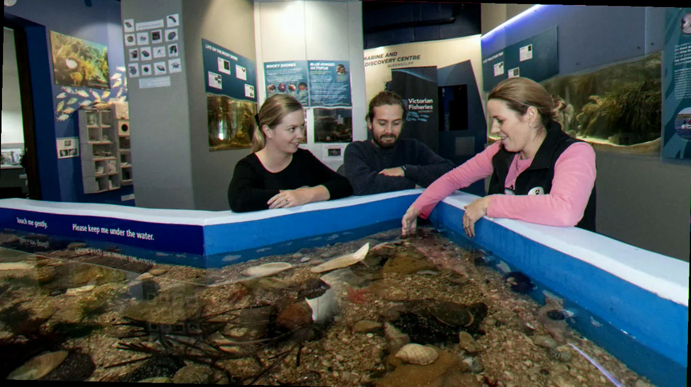 Queenscliff marine ecosystem information