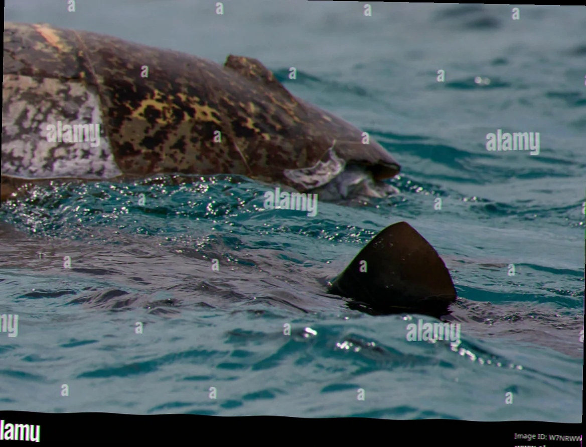 Raine island tiger shark predation