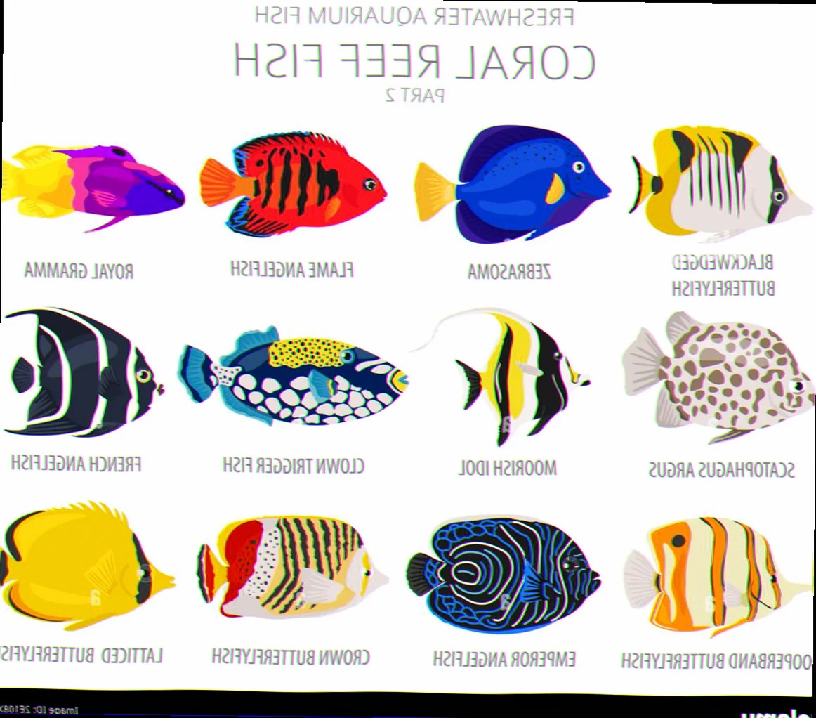 Reef fish species identification far northern reefs