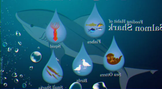 Salmon shark diet and migration