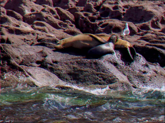 Sea lion breeding behaviour australia