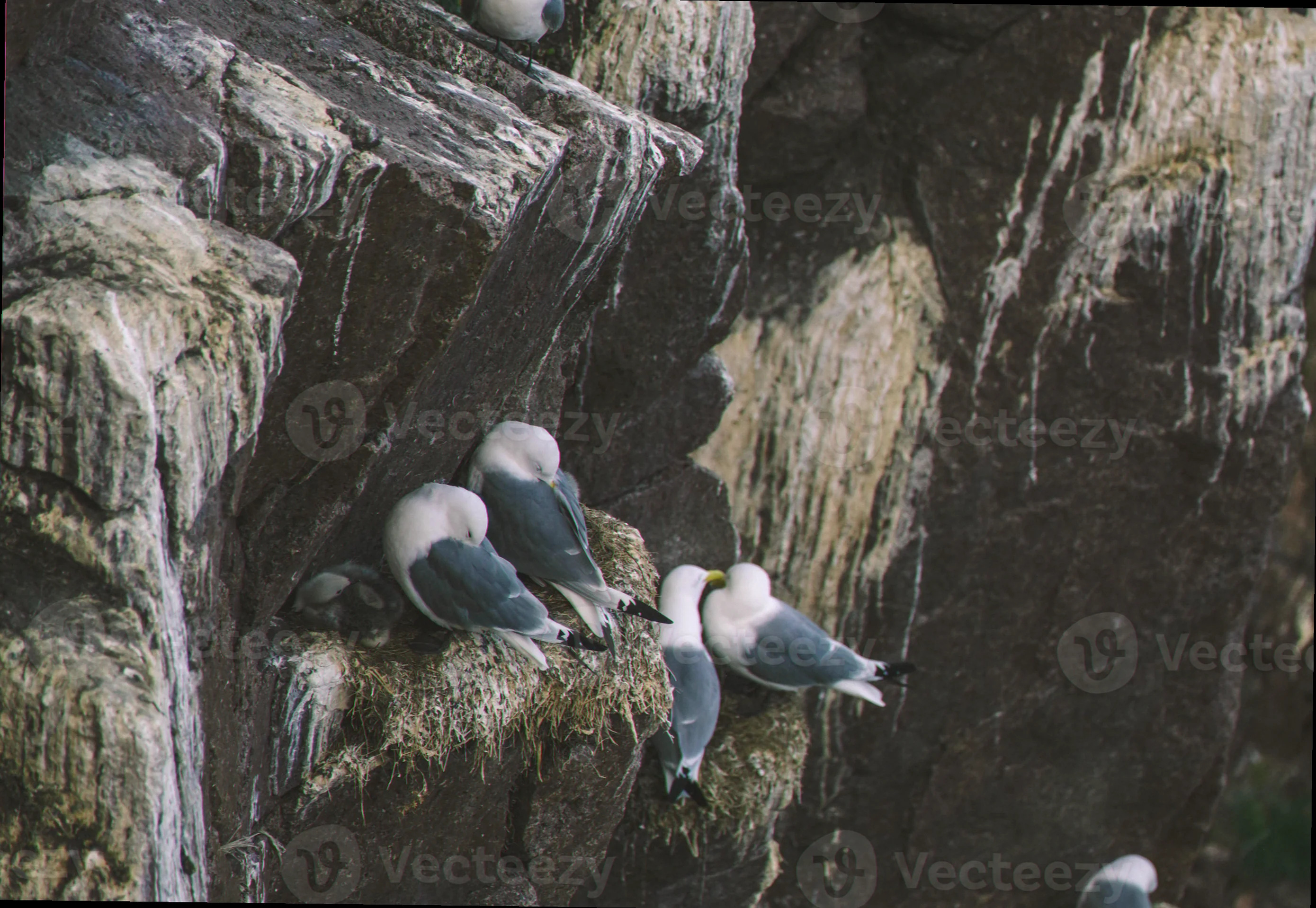 Seabird nesting sites nuyts archipelago