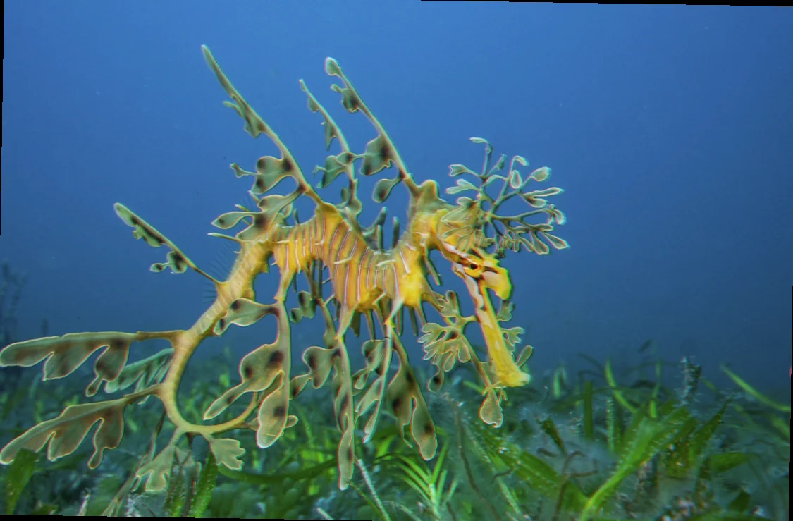 Seadragon camouflage techniques south australia