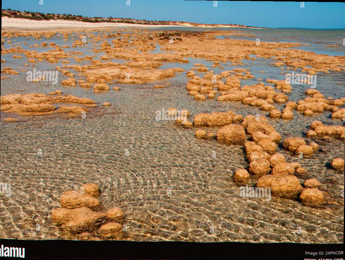 Shark bay stromatolite microbial structure