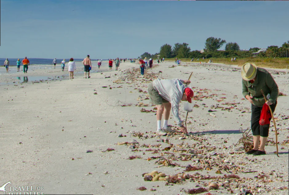 Shell collecting in australia