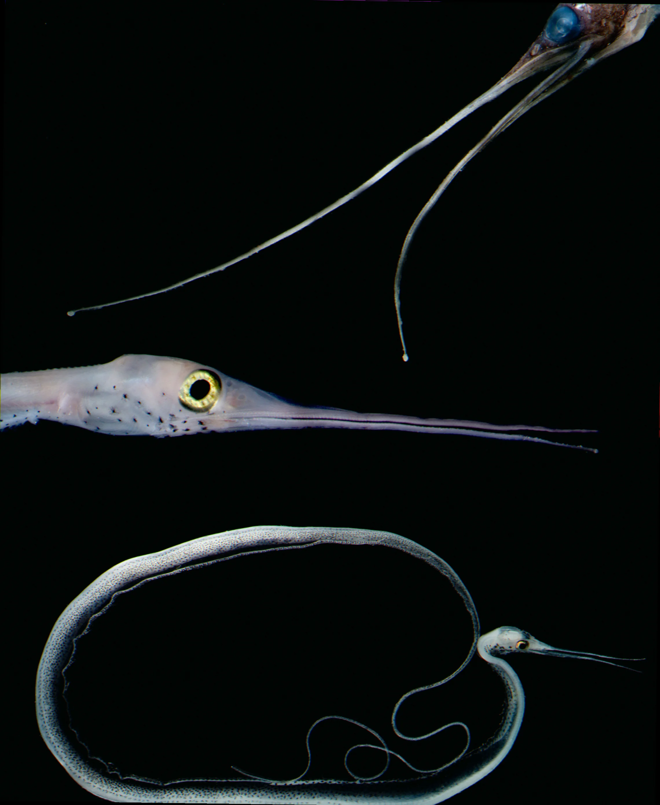 Snipe eel burrowing behaviour australia habitat