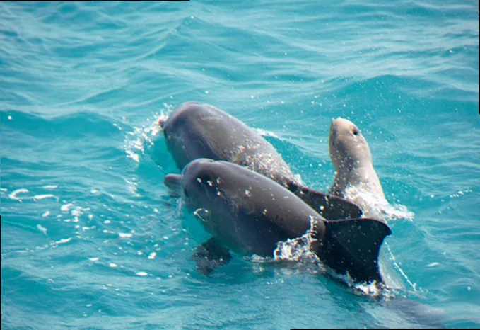 Snubfin dolphin behaviour broome western australia