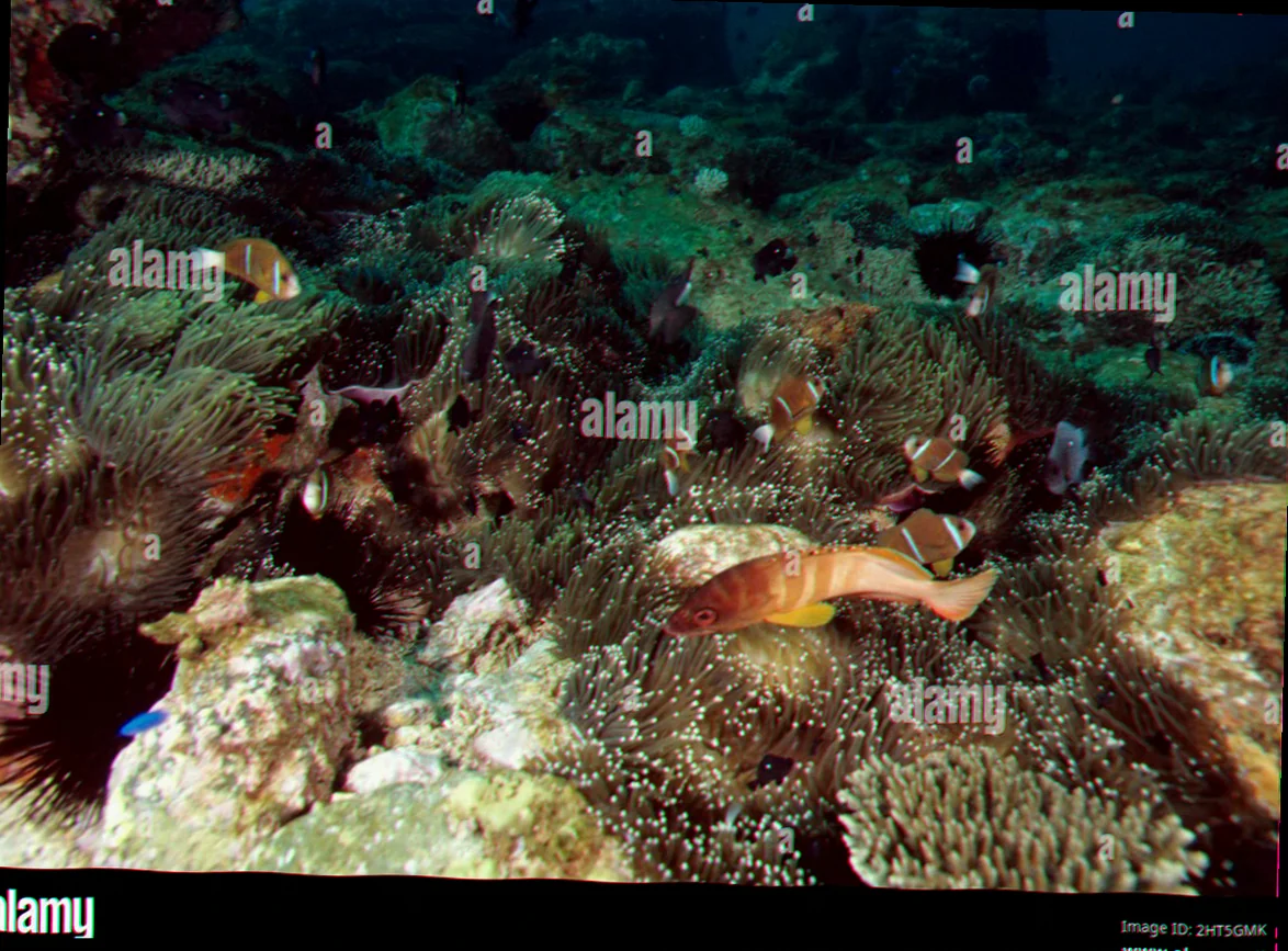 Solitary islands subtropical anemonefish range