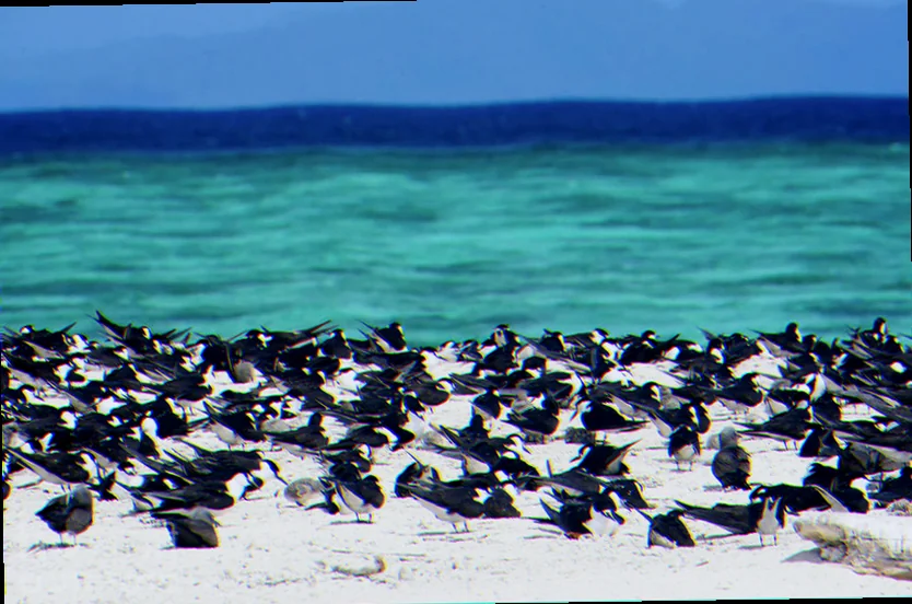Sooty tern breeding colonies Northern Territory