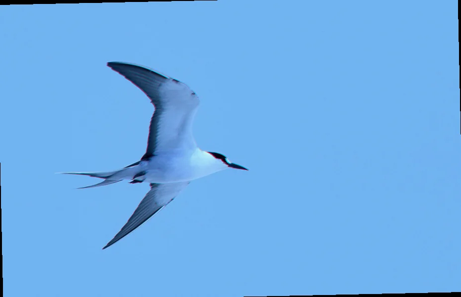 Sooty tern chick survival rates michaelmas cay