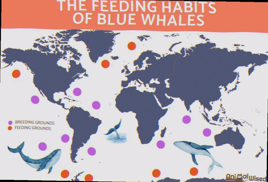 Southern ocean blue whale feeding grounds