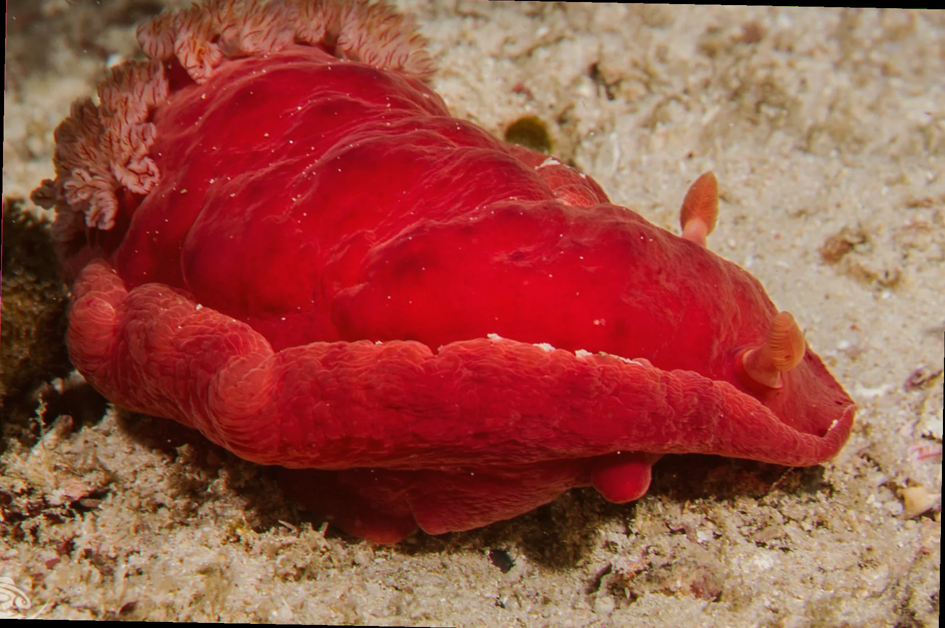 Spanish dancer nudibranch