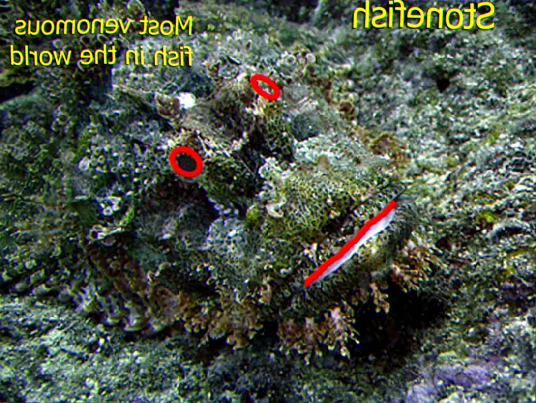 Stonefish predatory techniques observed