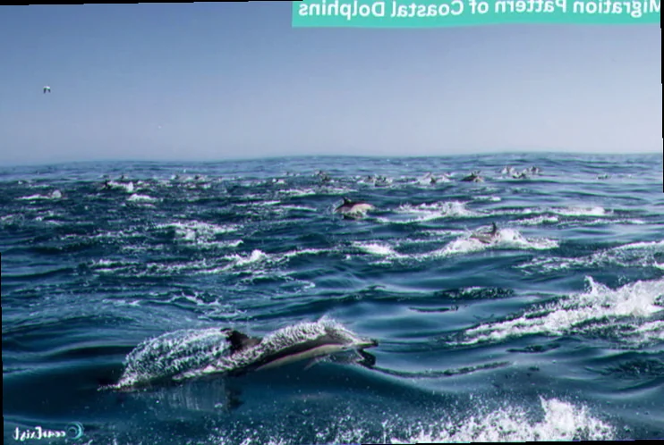 Summer dolphin migration broome coastline