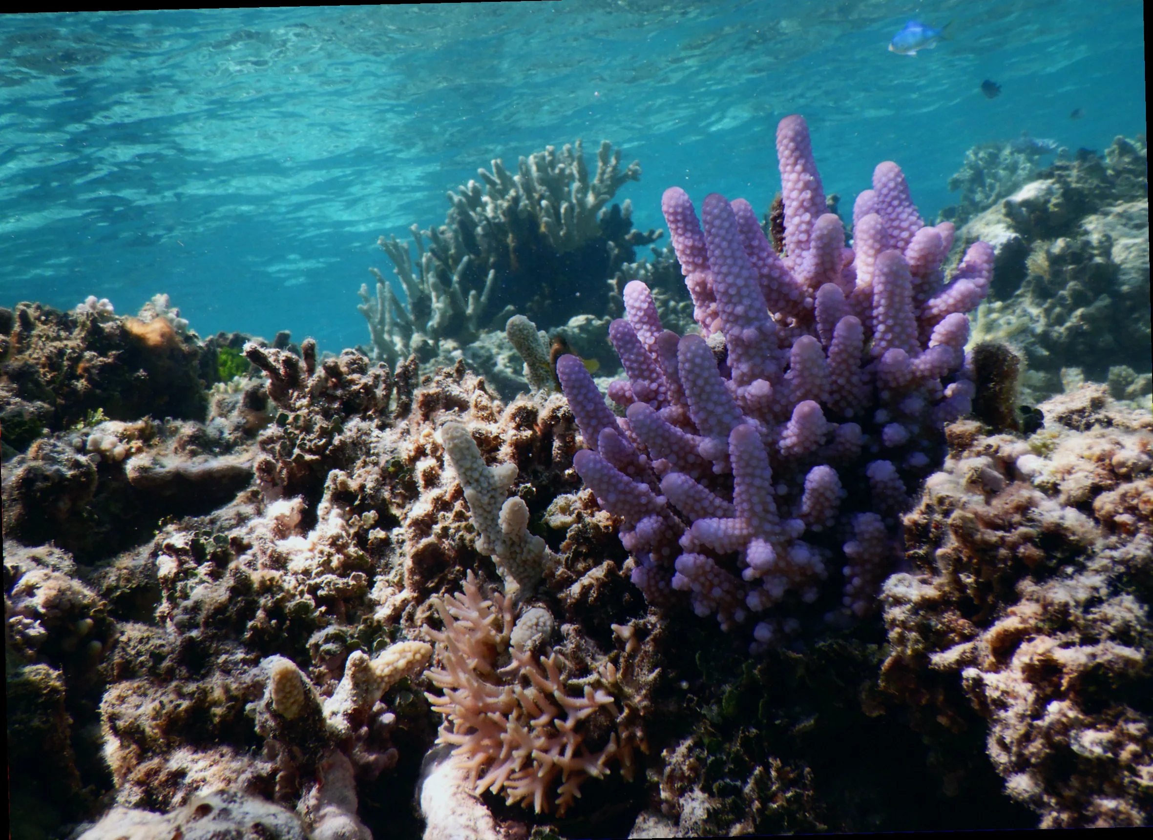 Swain reefs remote coral species