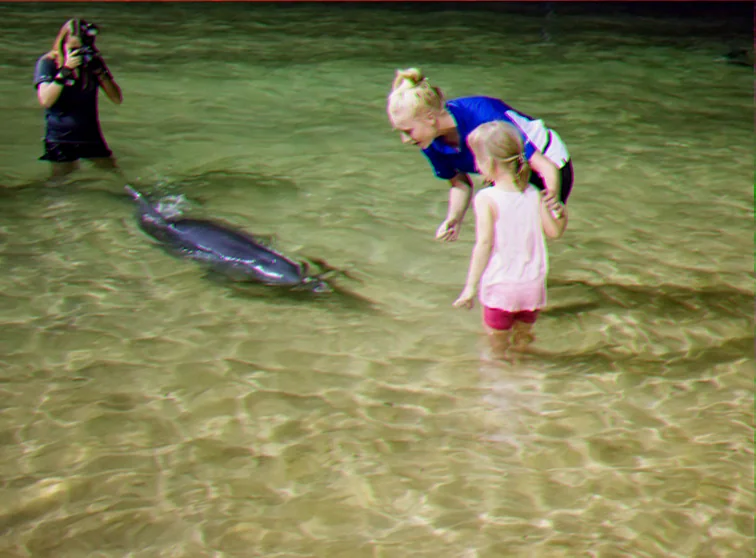 Tangalooma dolphin human interaction studies