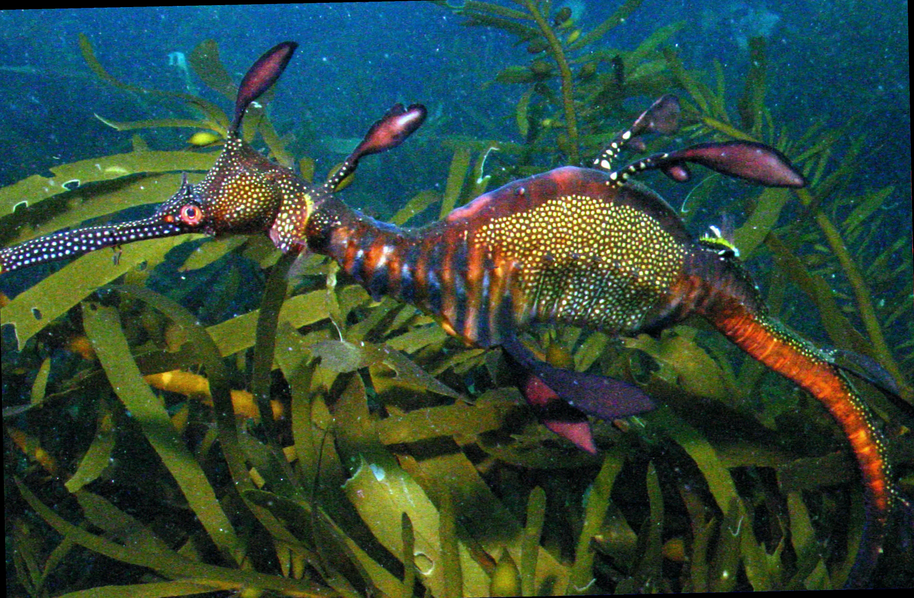 Tasman peninsula weedy seadragon breeding sites