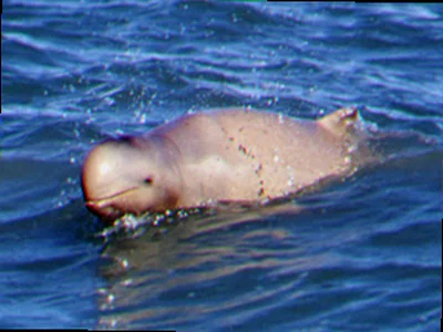 Threats to snubfin dolphin populations australia