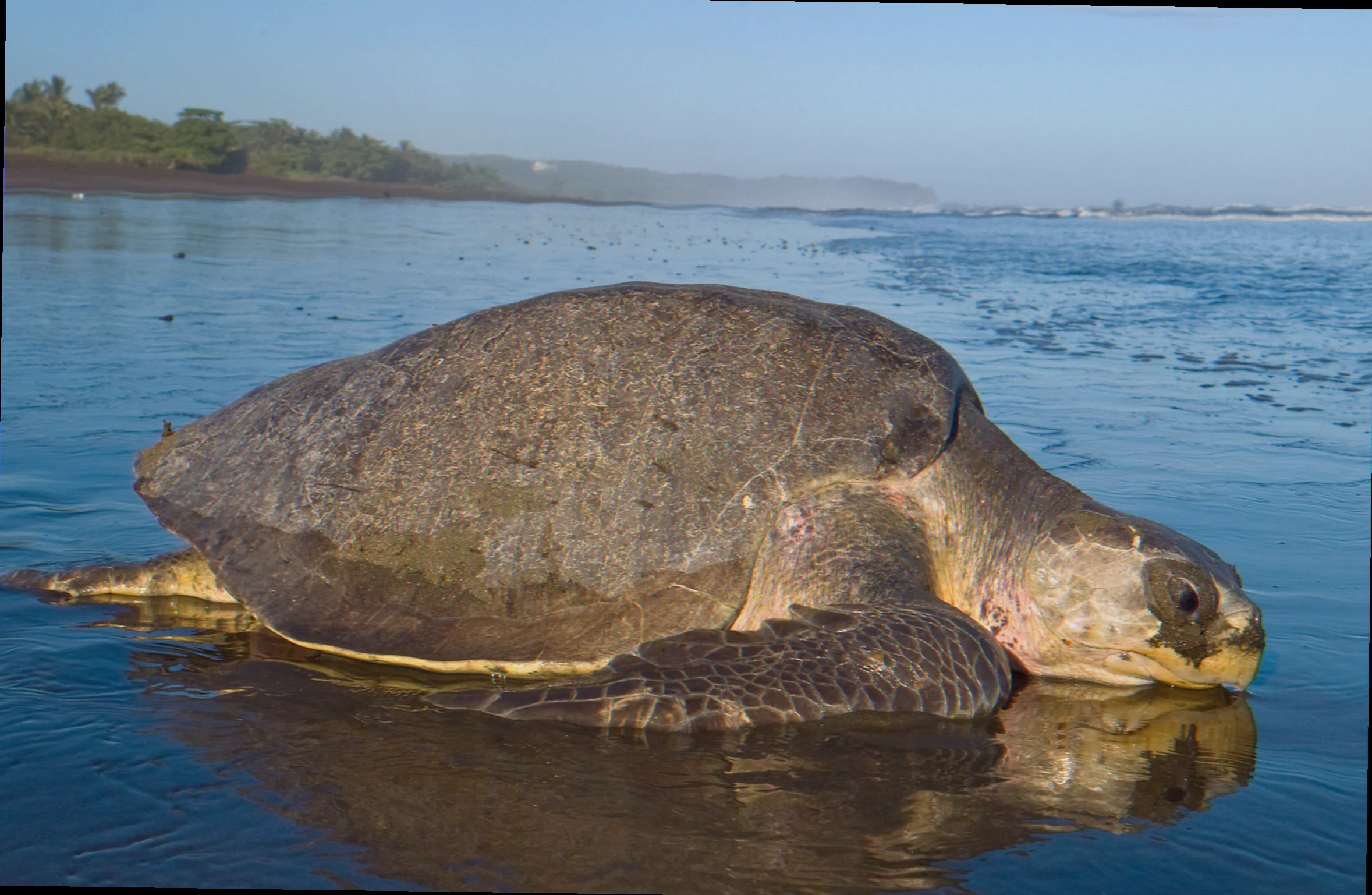 Timor sea olive ridley conservation status