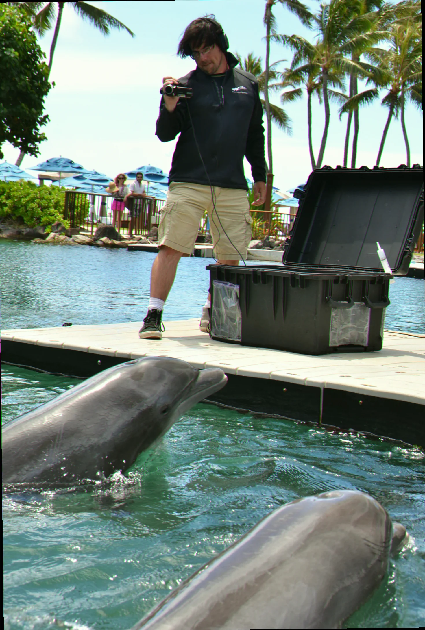 Tweed river dolphin pod behavior communication