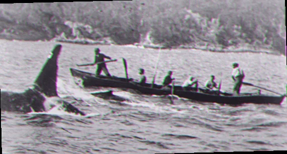 Twofold bay killer whale history