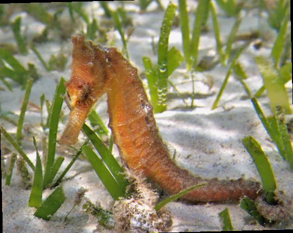 Unique seahorse habitats Western Australia discovery