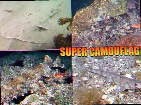 Unique shark adaptations camouflage techniques