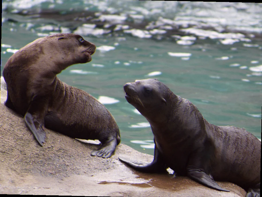 Weaning period sea lion pups dangerous reef