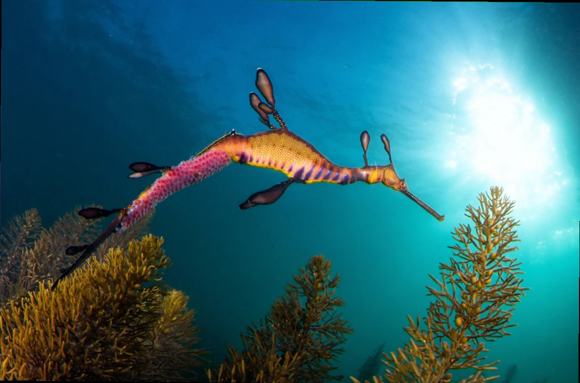 Weedy seadragon breeding habits victoria