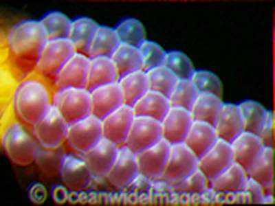 Weedy seadragon egg development port phillip bay