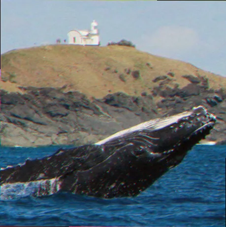 Whale watching opportunities in the mid north coast