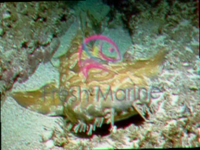 Wobbygong shark dermal lobes function